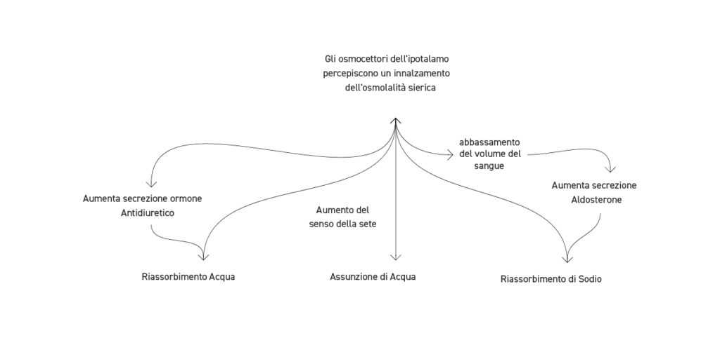 Sistemi di correzione dell’osmolalità sierica - Apoteca Natura